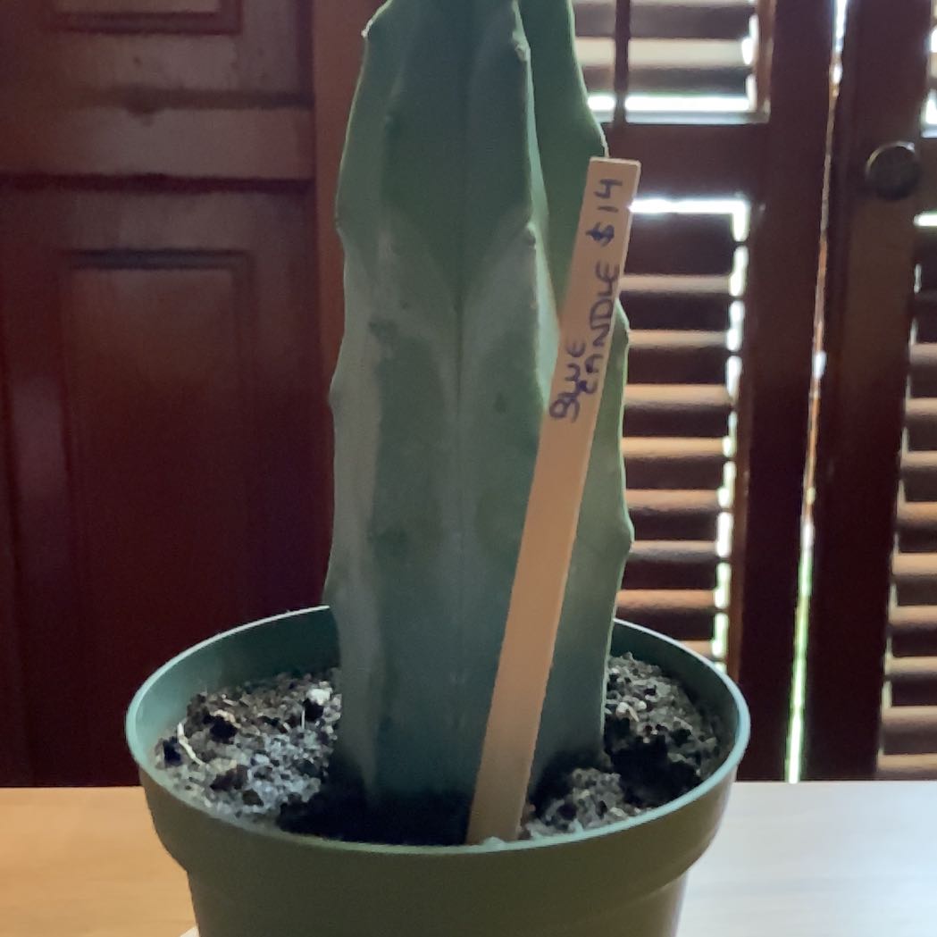 Photo of the plant species Blue Candle by Dani named Xena on Greg, the plant care app