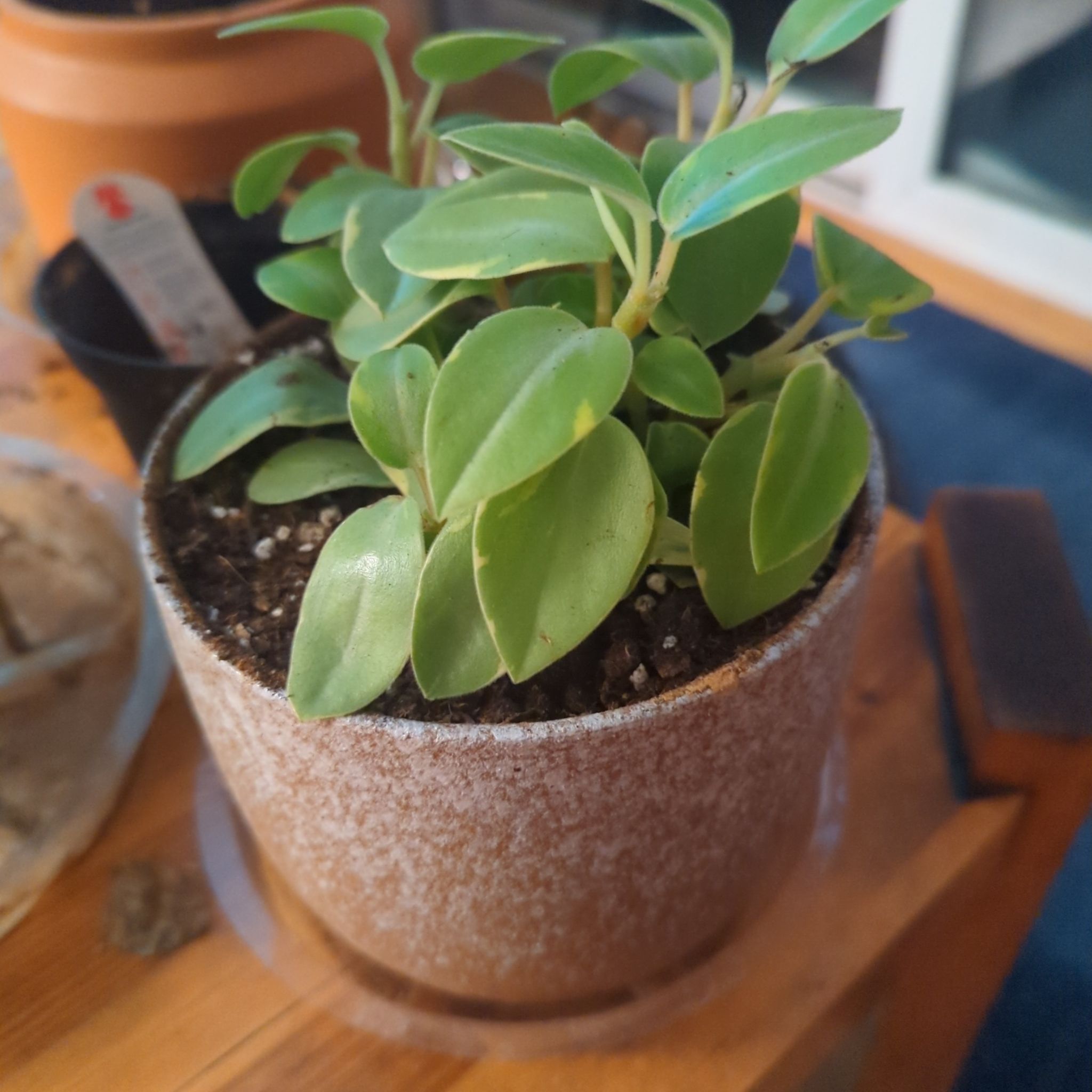 Photo of the plant species Variegated Vining Peperomia by @justinbohm95 named Maeve on Greg, the plant care app