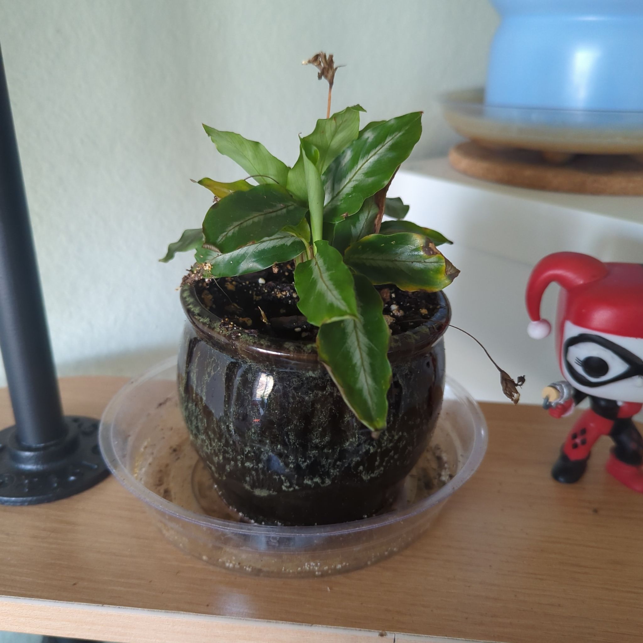 Photo of the plant species Micans Calathea by @justinbohm95 named Gaylord (D) on Greg, the plant care app