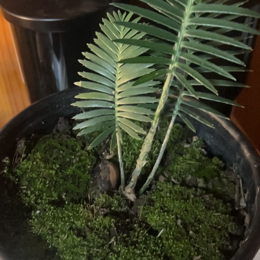 Photo of the plant species Dioon edule by @CrispDeerberry named SBL on Greg, the plant care app