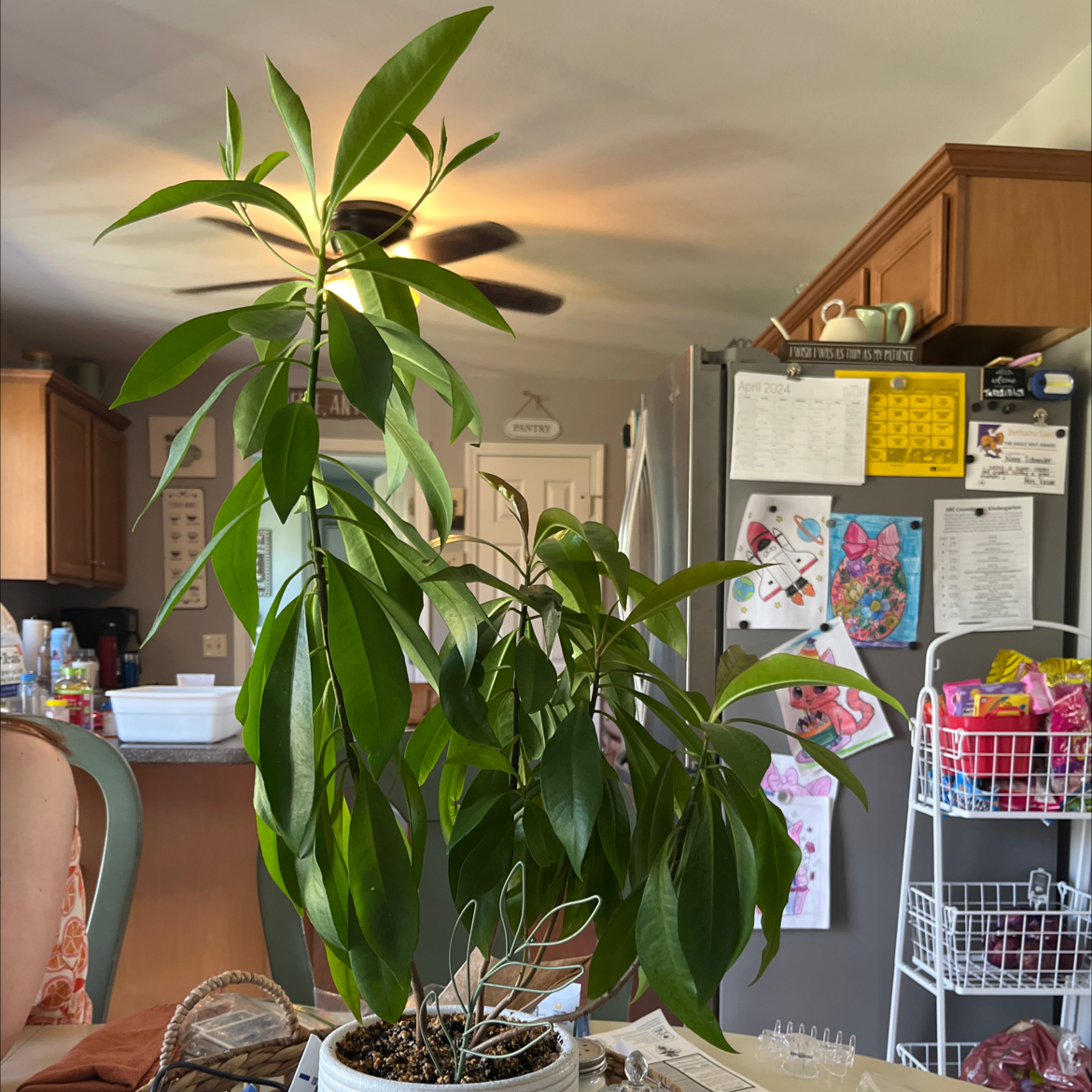 Shoebutton plant indoors on a table with green leaves, kitchen background.