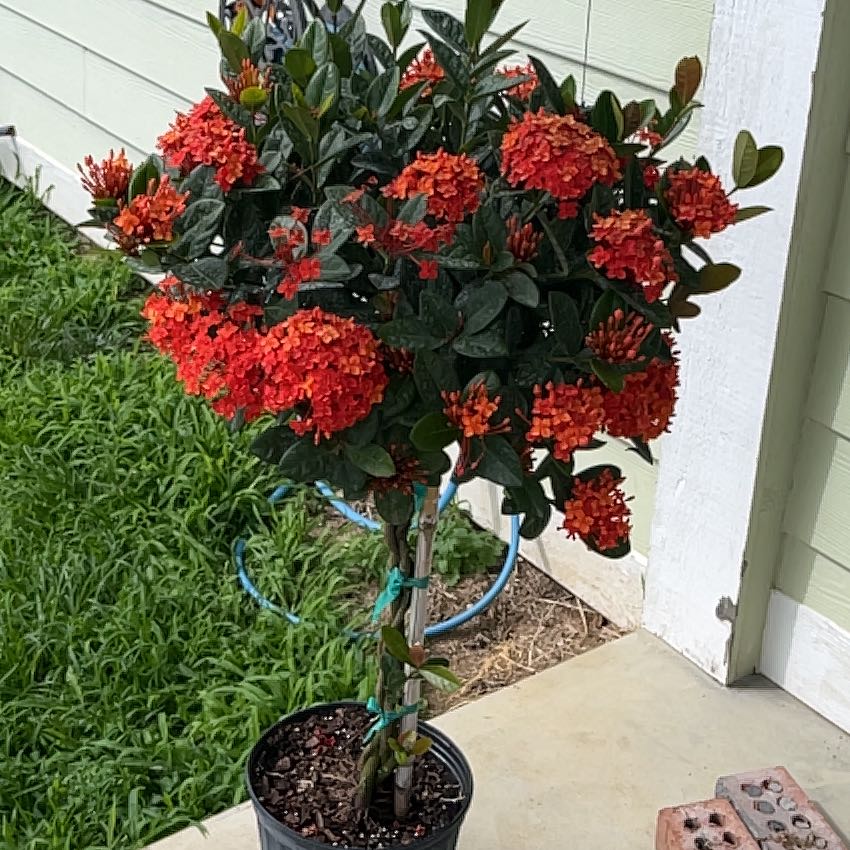 Photo of the plant species Flame of the Woods by @K8lynRae named Ixora on Greg, the plant care app