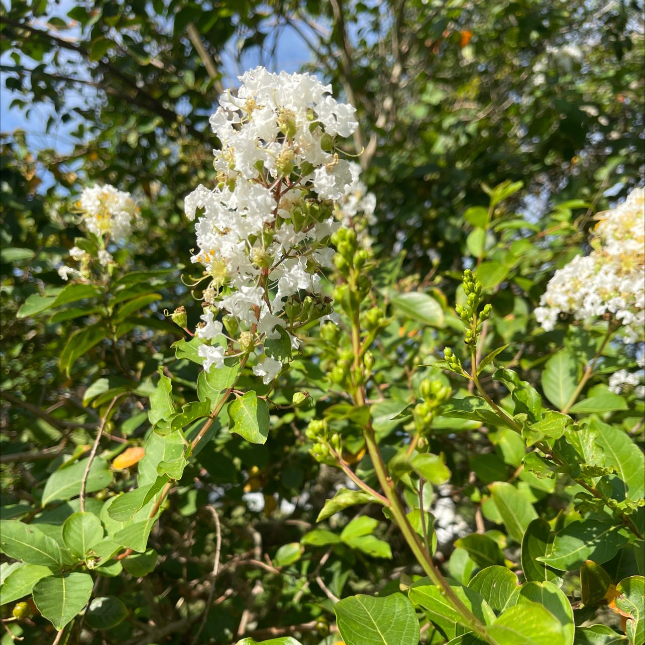 Lush Cape Myrtle plant in full bloom with dense clusters of white flowers and healthy green foliage, photographed outdoors.