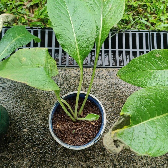 Photo of the plant species Comfrey by @ChosenHoya named Zion on Greg, the plant care app