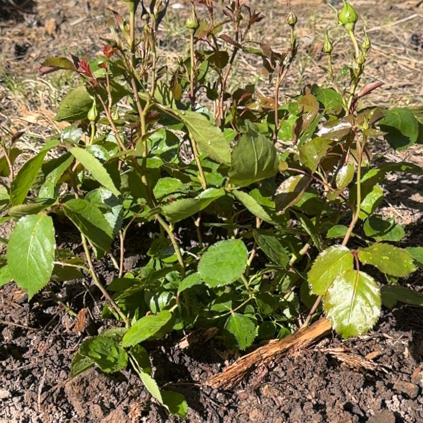 Photo of the plant species Adobe Sunrise Rose by @CalmTahitilime named Bruce Lee on Greg, the plant care app