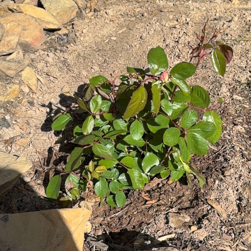 Photo of the plant species Rosa 'Candy Cane Cocktail' by @CalmTahitilime named Pax on Greg, the plant care app