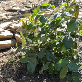 Photo of the plant species Rosa 'Eternal Flame' by @CalmTahitilime named Leonardo on Greg, the plant care app