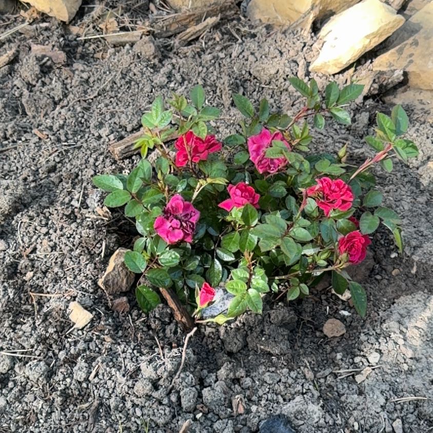 Photo of the plant species Miniature Rose 'Royal Ruby' by @CalmTahitilime named Daphne on Greg, the plant care app