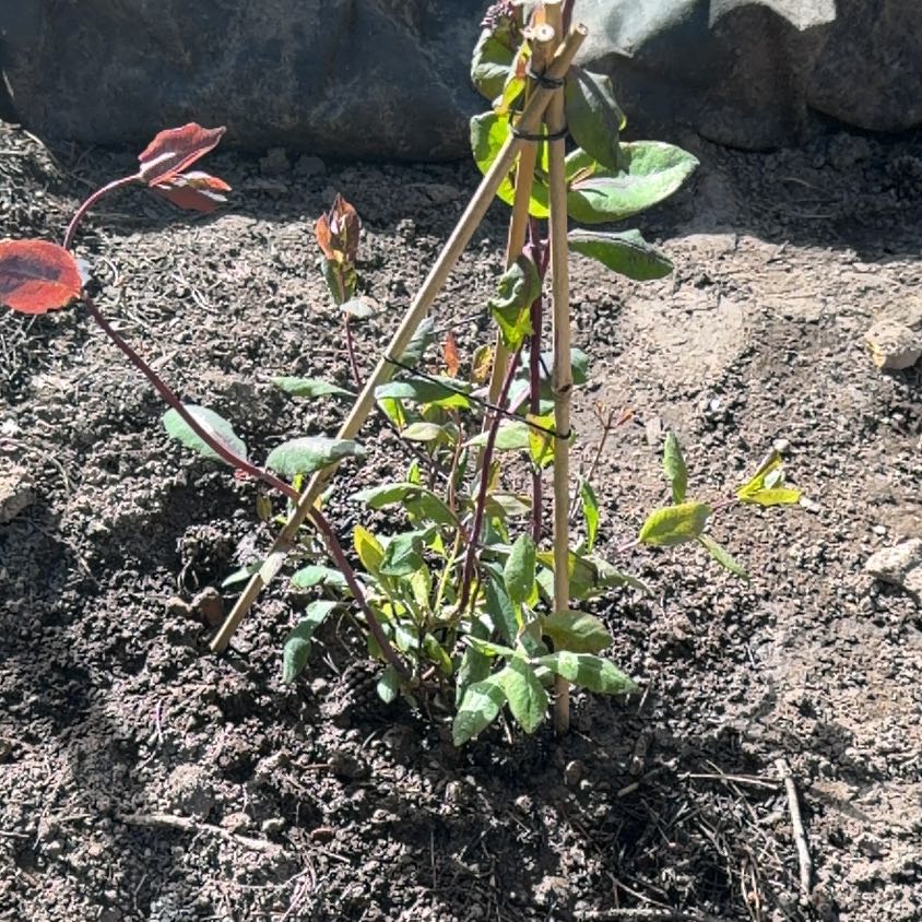 Photo of the plant species Honeysuckle by @CalmTahitilime named Maya on Greg, the plant care app