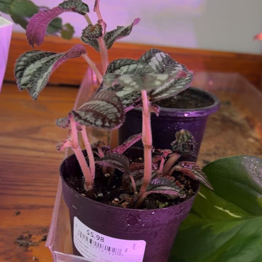 Photo of the plant species Pilea 'Pan Am' by @CalmTahitilime named Michelle Branch on Greg, the plant care app