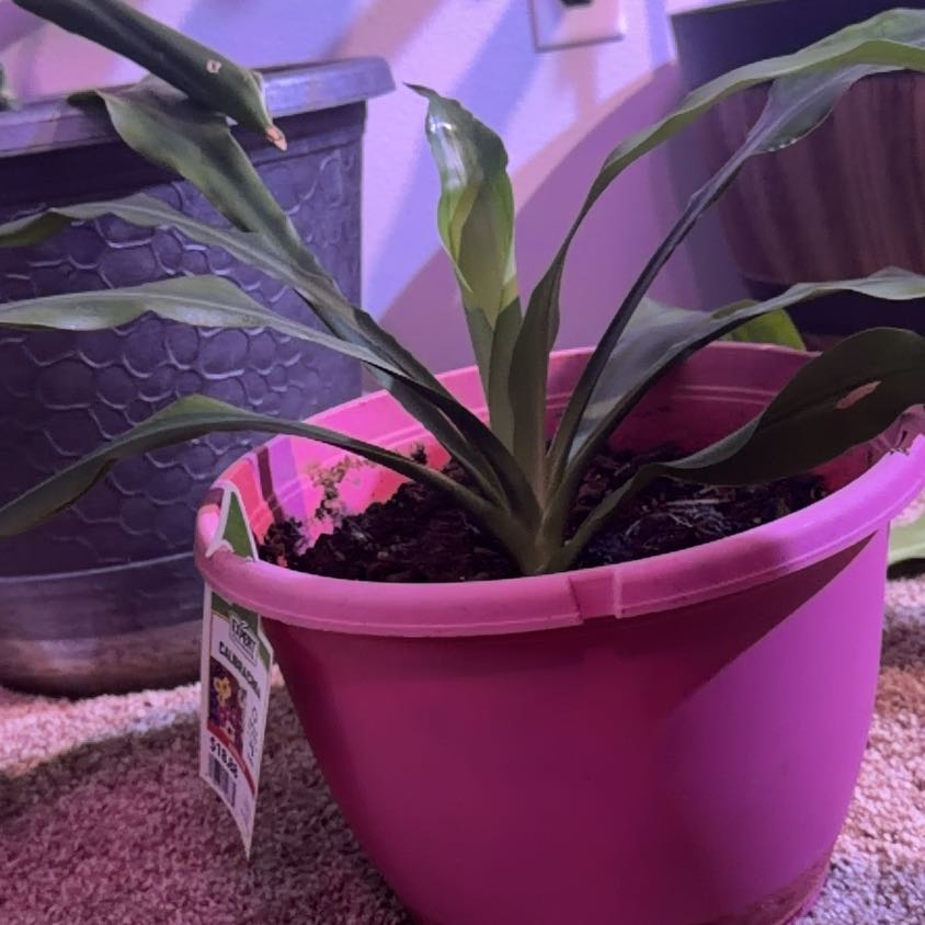Photo of the plant species Dracaena Massangeana by @CalmTahitilime named Beyonce on Greg, the plant care app