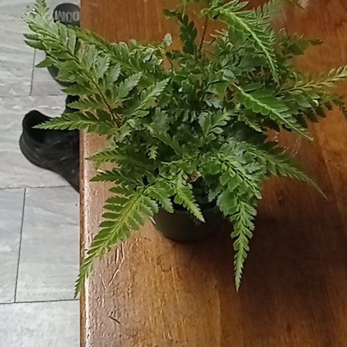 Photo of the plant species East Indian Holly Fern by @AceCigartree named Mochi on Greg, the plant care app