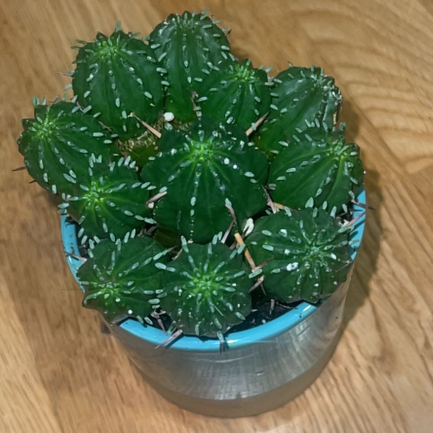 Photo of the plant species Pincushion Euphorbia by @HannahBananuhh named Kobe on Greg, the plant care app