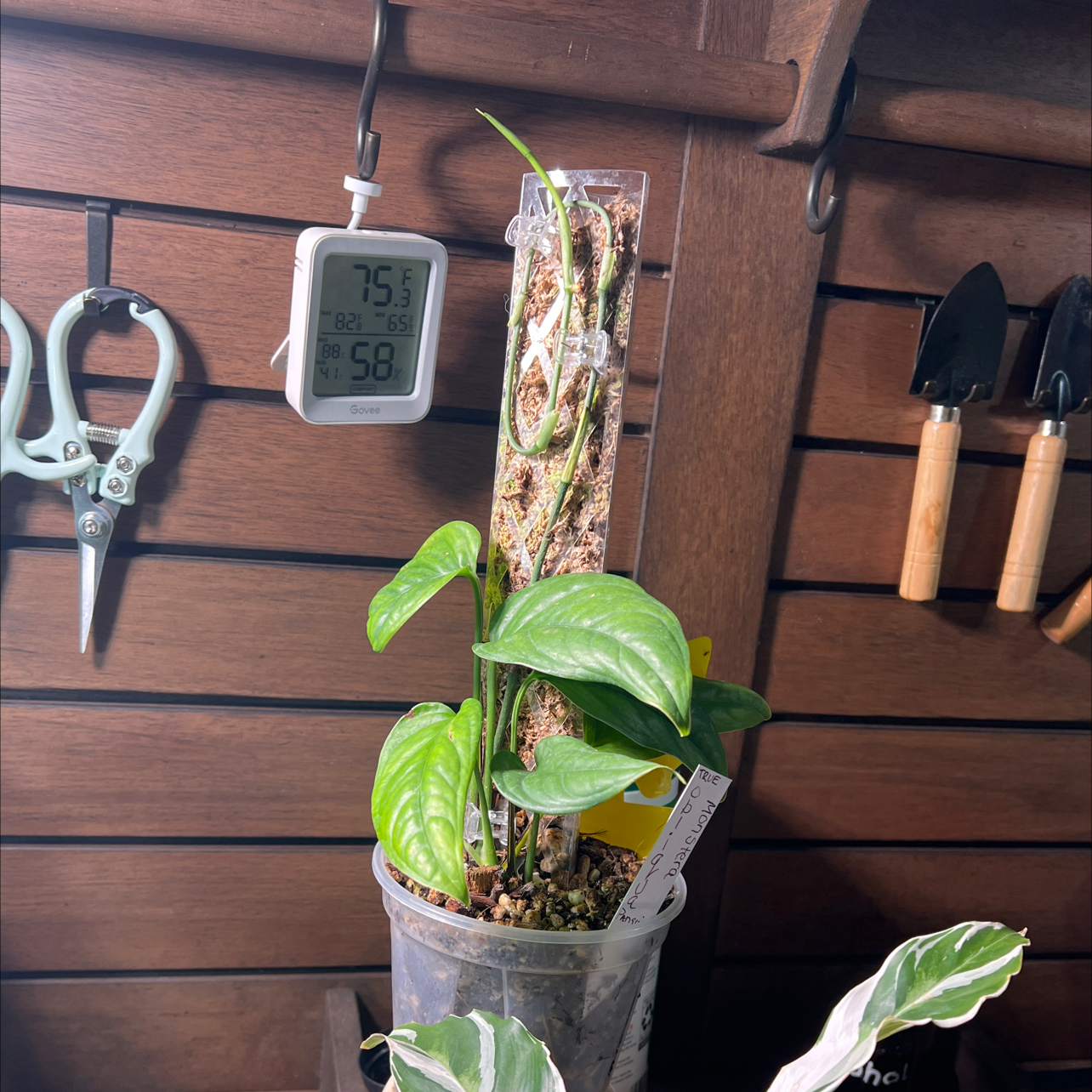 Photo of the plant species Monstera obliqua cf Pangui by @buzzie named Miss “True” Obliqua  Pangui on Greg, the plant care app