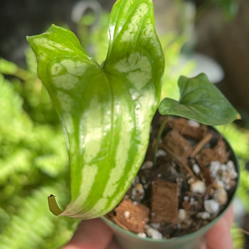 Photo of the plant species Mirabilis by @buzzie named Miss Mirabilis on Greg, the plant care app