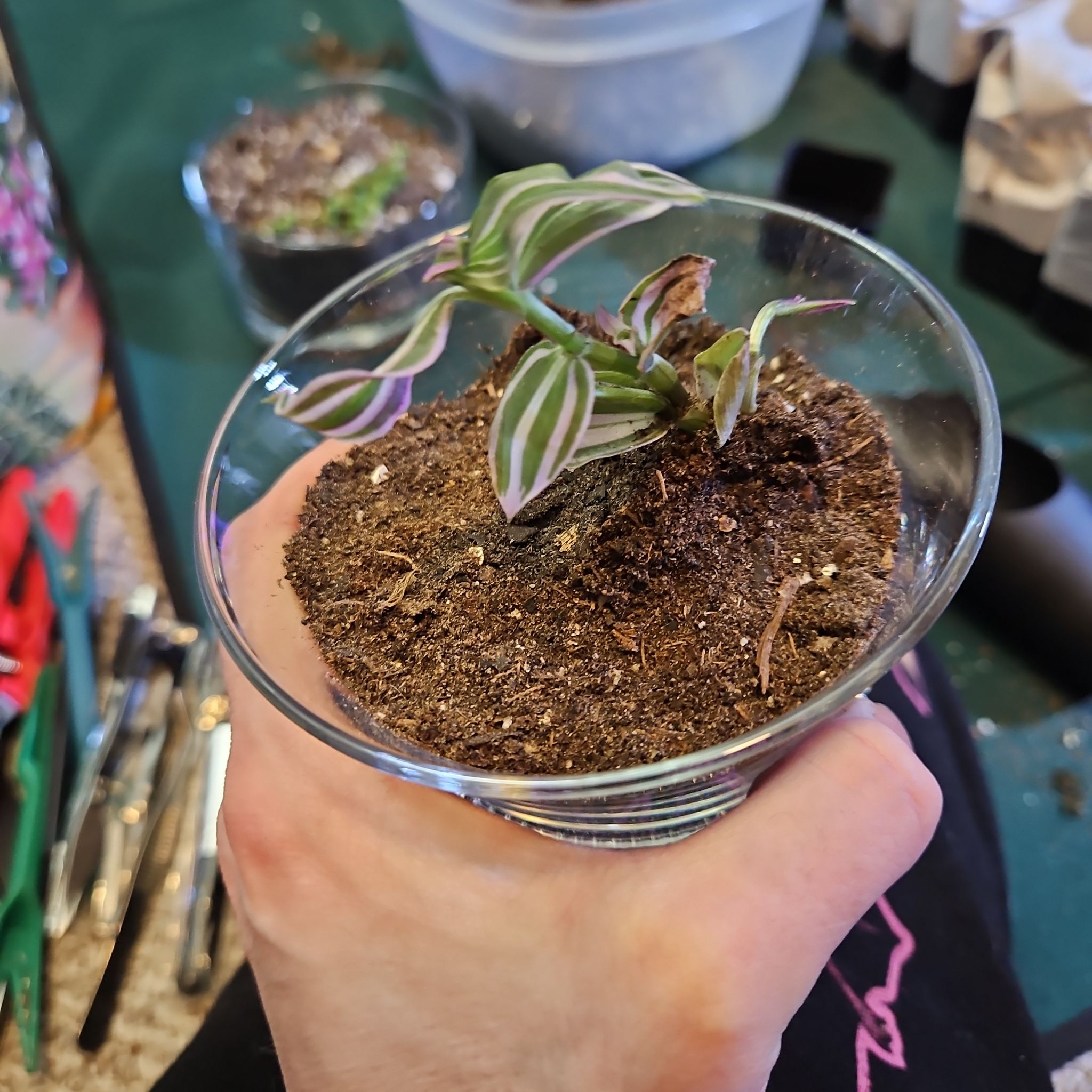 Photo of the plant species Tradescantia 'Lavendar' by @infinite named Michelle Branch on Greg, the plant care app
