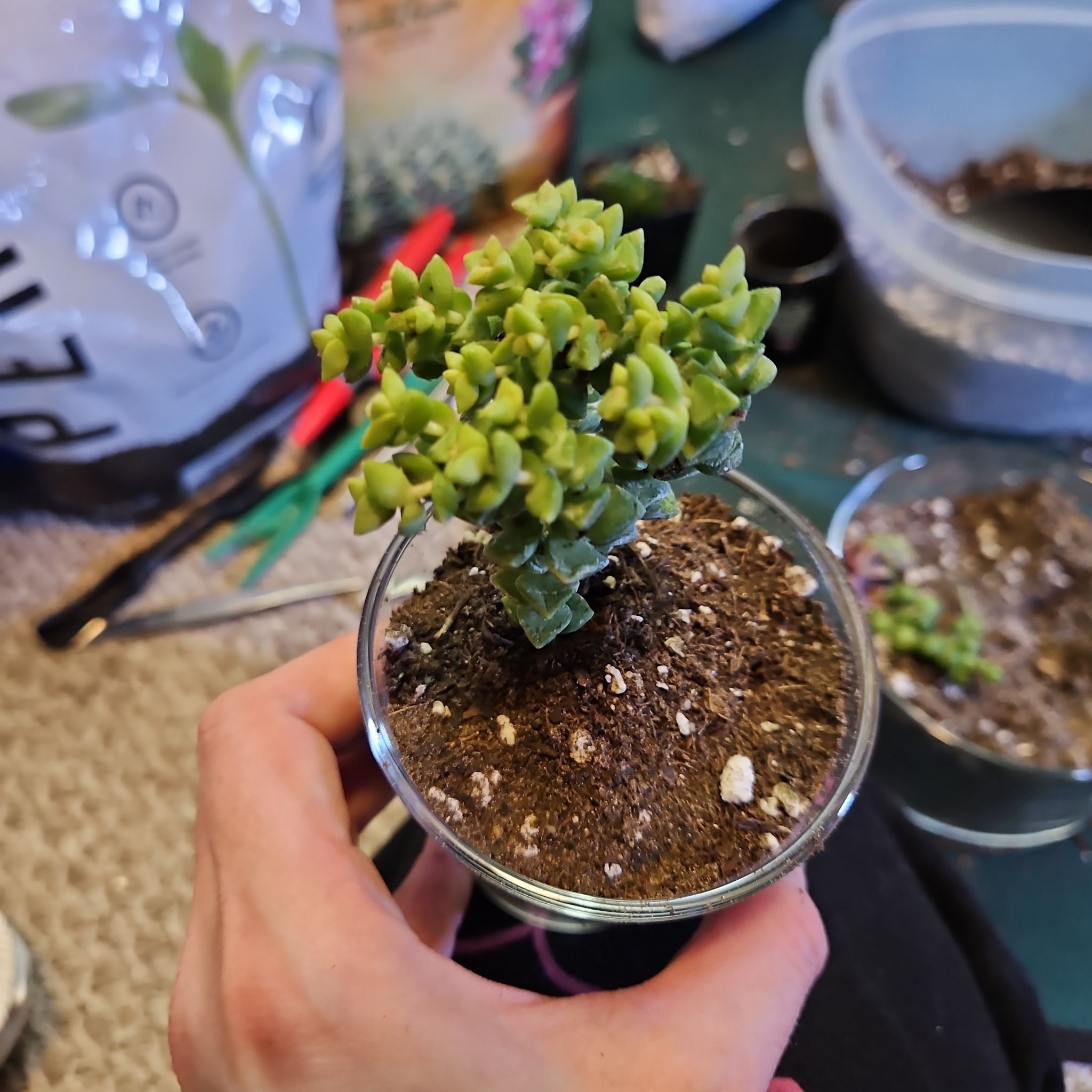 Tom Thumb succulent plant in a glass container with visible soil, held by a hand.