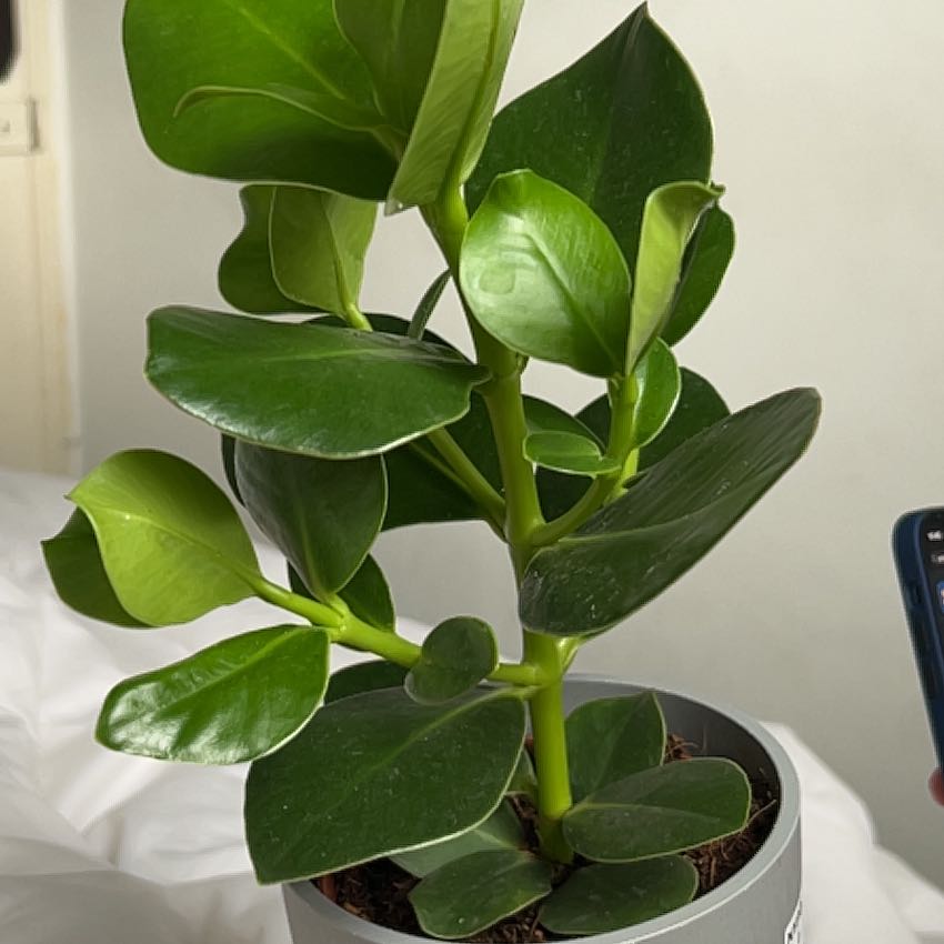 Healthy Autograph Tree with vibrant green leaves in a pot.