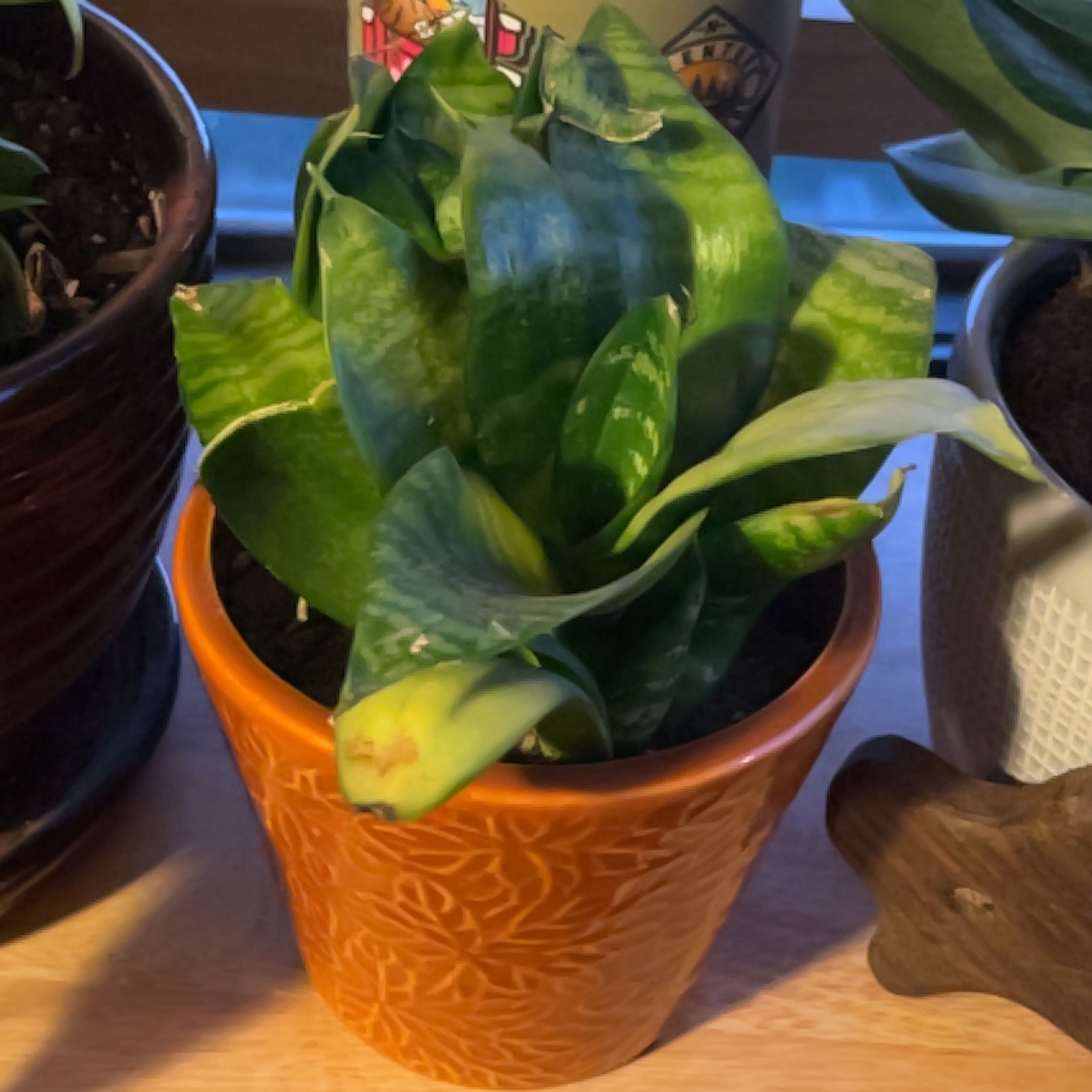 Black Robusta Snake Plant in an orange pot with some yellowing and browning leaves.