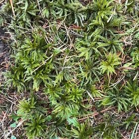 Photo of the plant species Tree Climacium Moss by @GentlemanAjwain named Gregarious on Greg, the plant care app