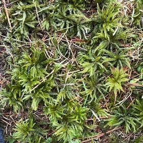 Photo of the plant species Tree Climacium Moss by @GentlemanAjwain named Hamilton on Greg, the plant care app