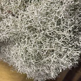 Photo of the plant species Leucophyta by @GentlemanAjwain named Baesil on Greg, the plant care app