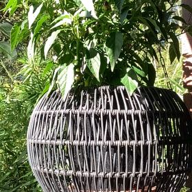 Photo of the plant species Basket of Fire Pepper by @CleverBucaneve named Sir Plancelot on Greg, the plant care app