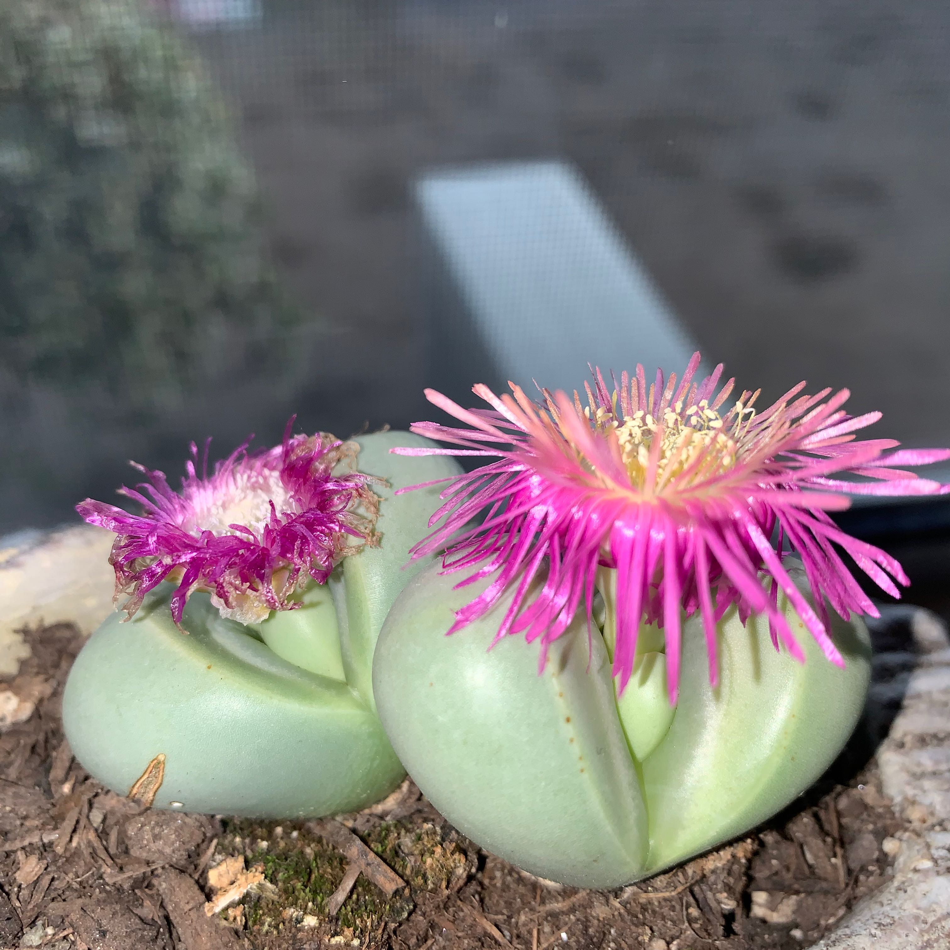 Photo of the plant species Argyroderma delaetii by @eep named Anne with an E on Greg, the plant care app