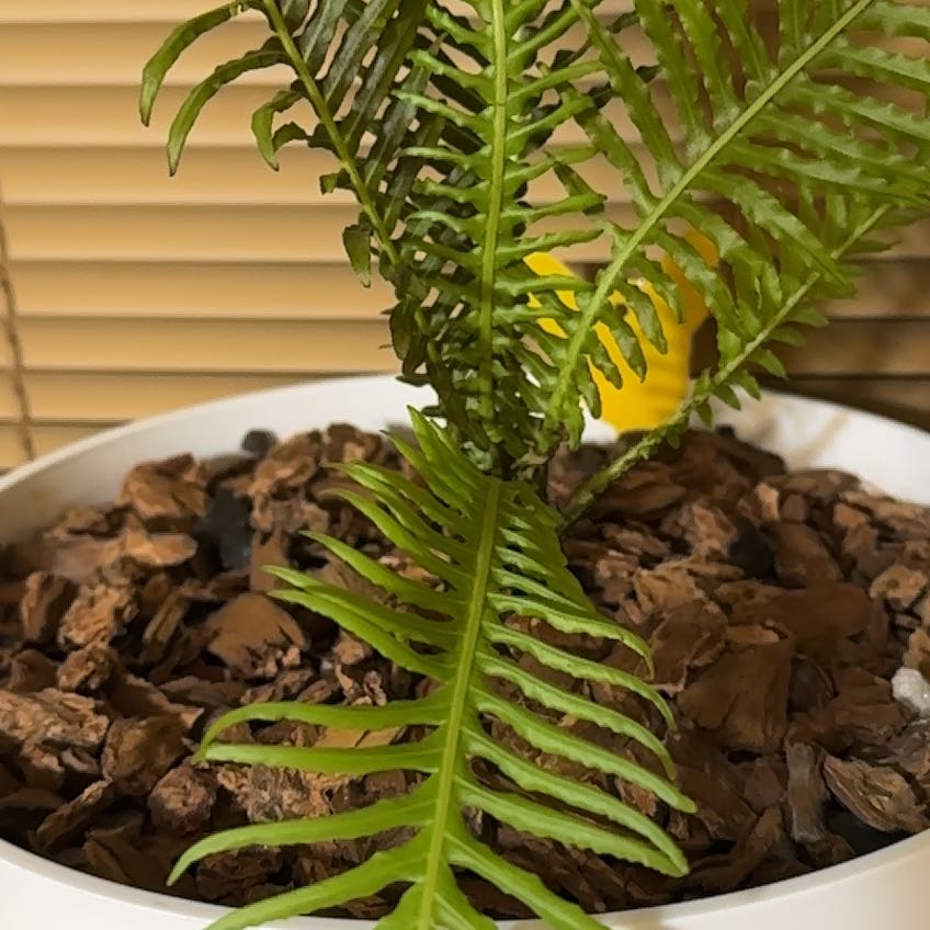 Southern Polypody plant in a pot with bark-based soil, showing mostly green fronds and one yellowing leaf.