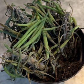 Photo of the plant species Senecio vitalis by @AccordantFord named Mando on Greg, the plant care app