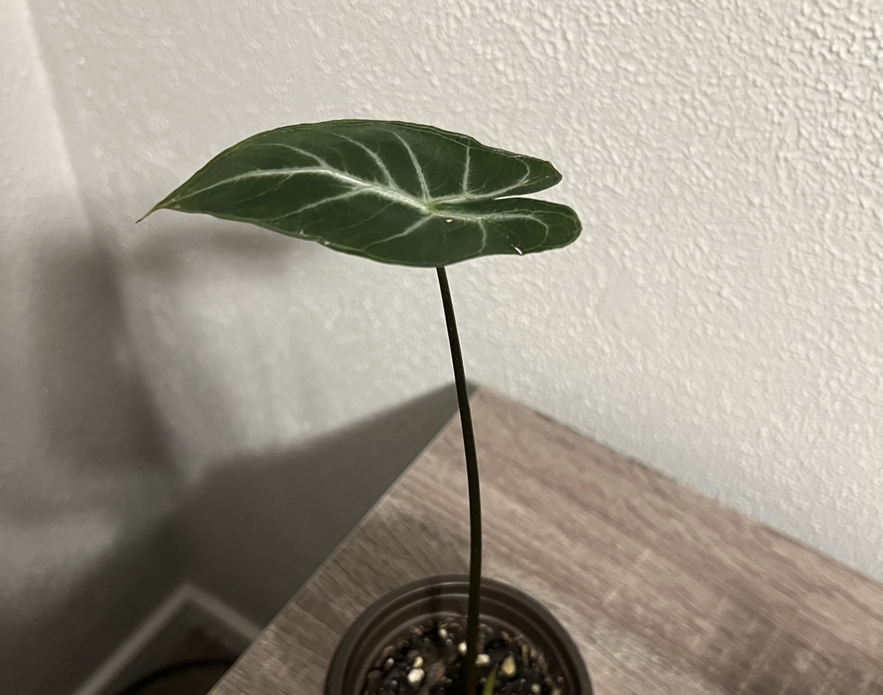 Photo of the plant species Alocasia Dragon Tongue by @StellarPawpaw named Captain Plant-it on Greg, the plant care app