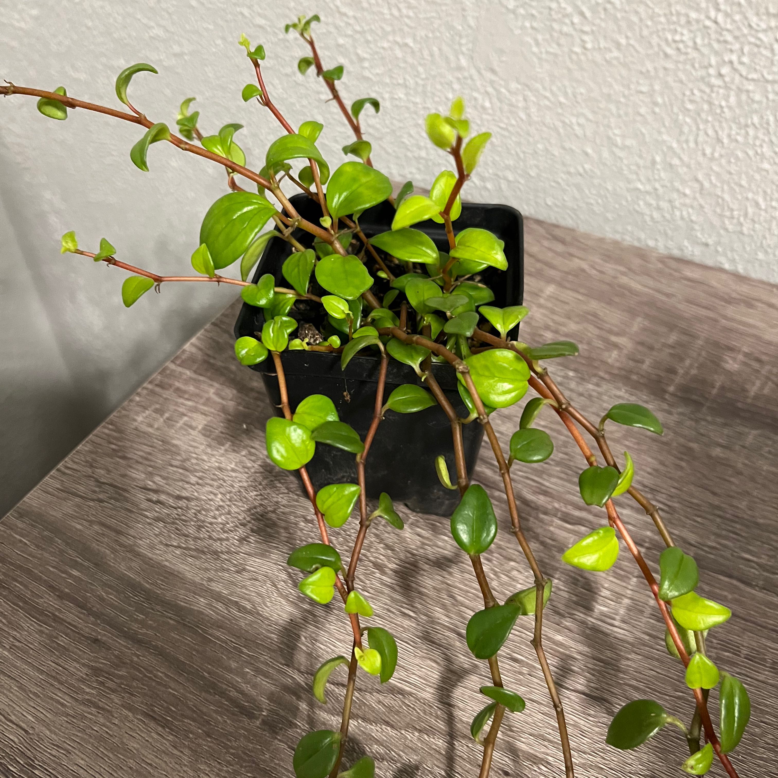 Photo of the plant species Peperomia trinervula by @StellarPawpaw named Muhammad Ali on Greg, the plant care app