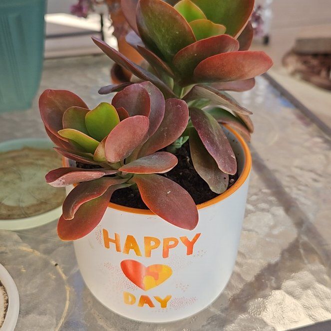 Photo of the plant species Kalanchoe 'Little Dragon' by @succulentcrazy named Keanu Leaves on Greg, the plant care app