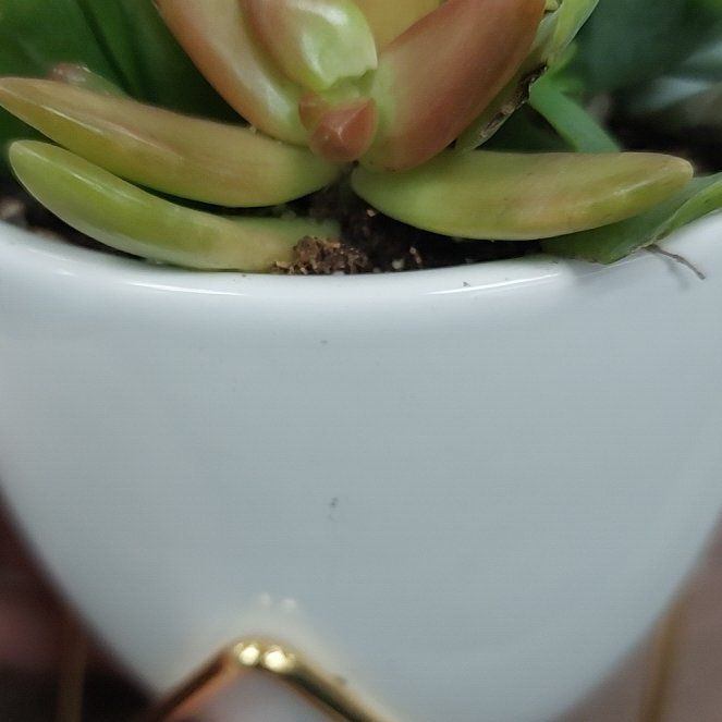 Tree Diddy | A plant by @UpbeatRaintree on Greg