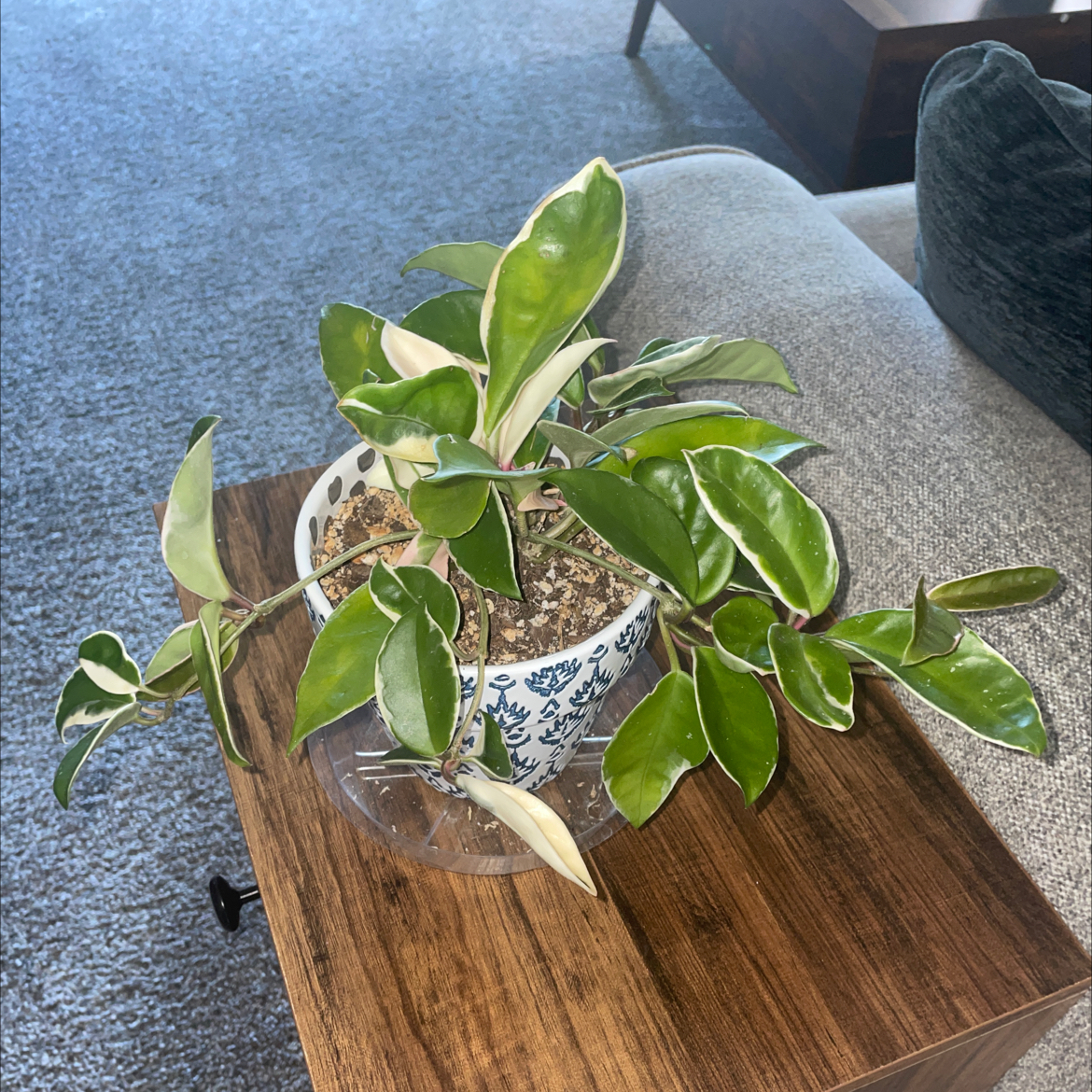 Hoya Carnosa Tricolor plant with vibrant green and variegated leaves in a decorative pot on a wooden surface.