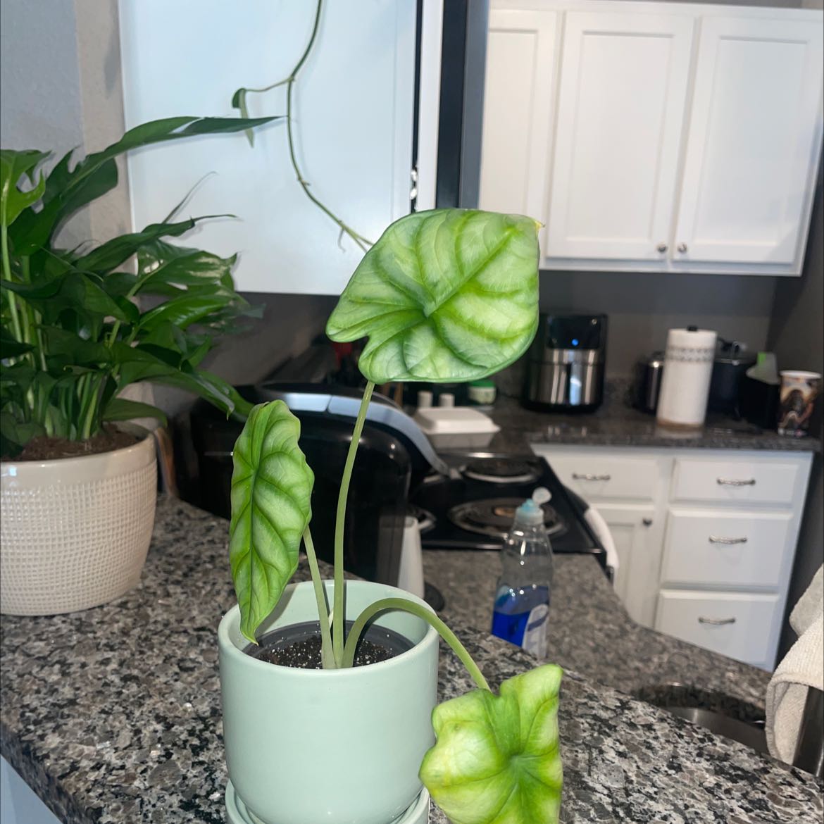 Potted Silver Dragon plant with large green leaves on a kitchen counter.
