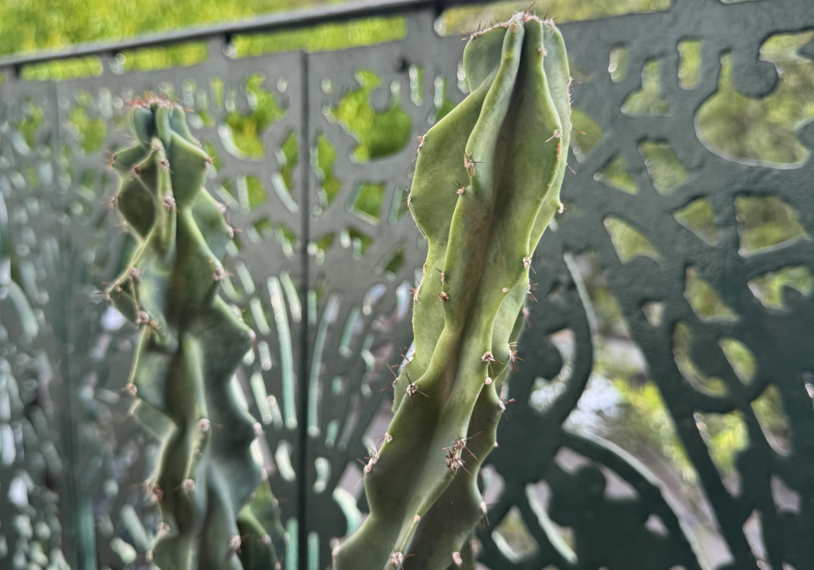 Peruvian Apple Cactus Monstrose with wrinkled and discolored sections, indicating potential health issues.