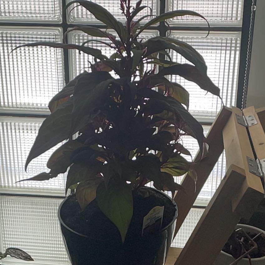 Photo of the plant species Dragons Breath by @GlossyWhitefir named Baesil on Greg, the plant care app