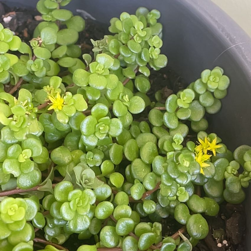 Healthy Oregon Stonecrop plant in a pot with small, succulent leaves and yellow flowers.