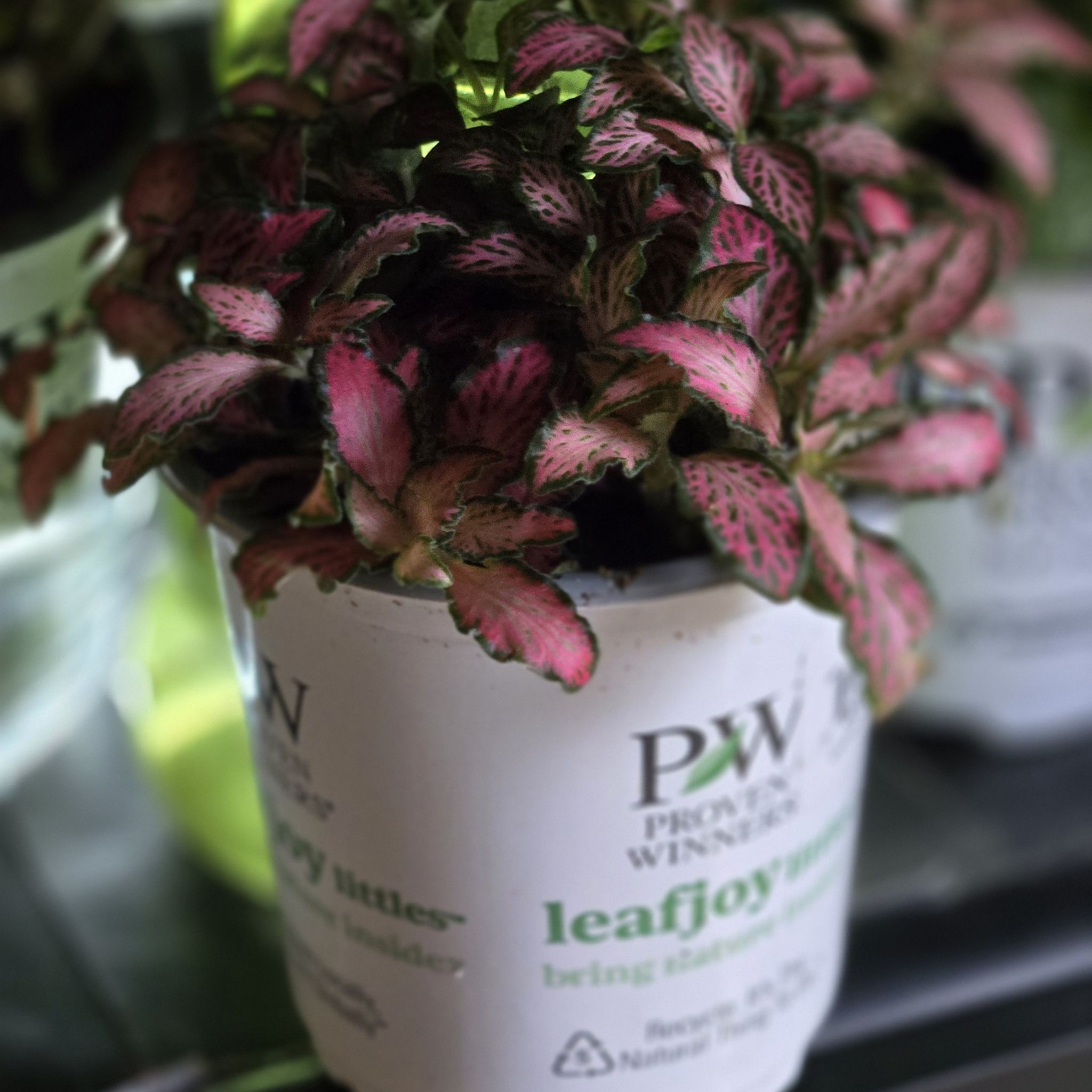 Photo of the plant species Fittonia Grey Sensation by @KenzieR named Merry on Greg, the plant care app
