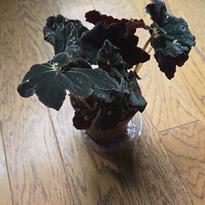 Photo of the plant species Rex Begonia by @KenzieR named Leaf Erickson on Greg, the plant care app