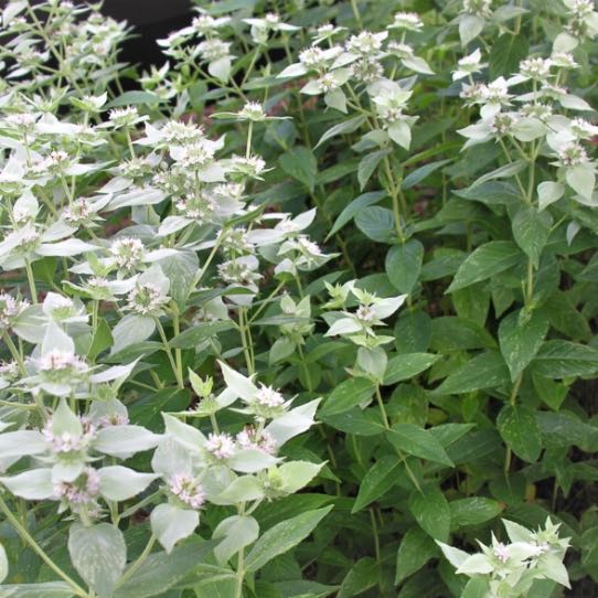 Photo of the plant species mountain mints by @HeiressHoupara named Prince on Greg, the plant care app