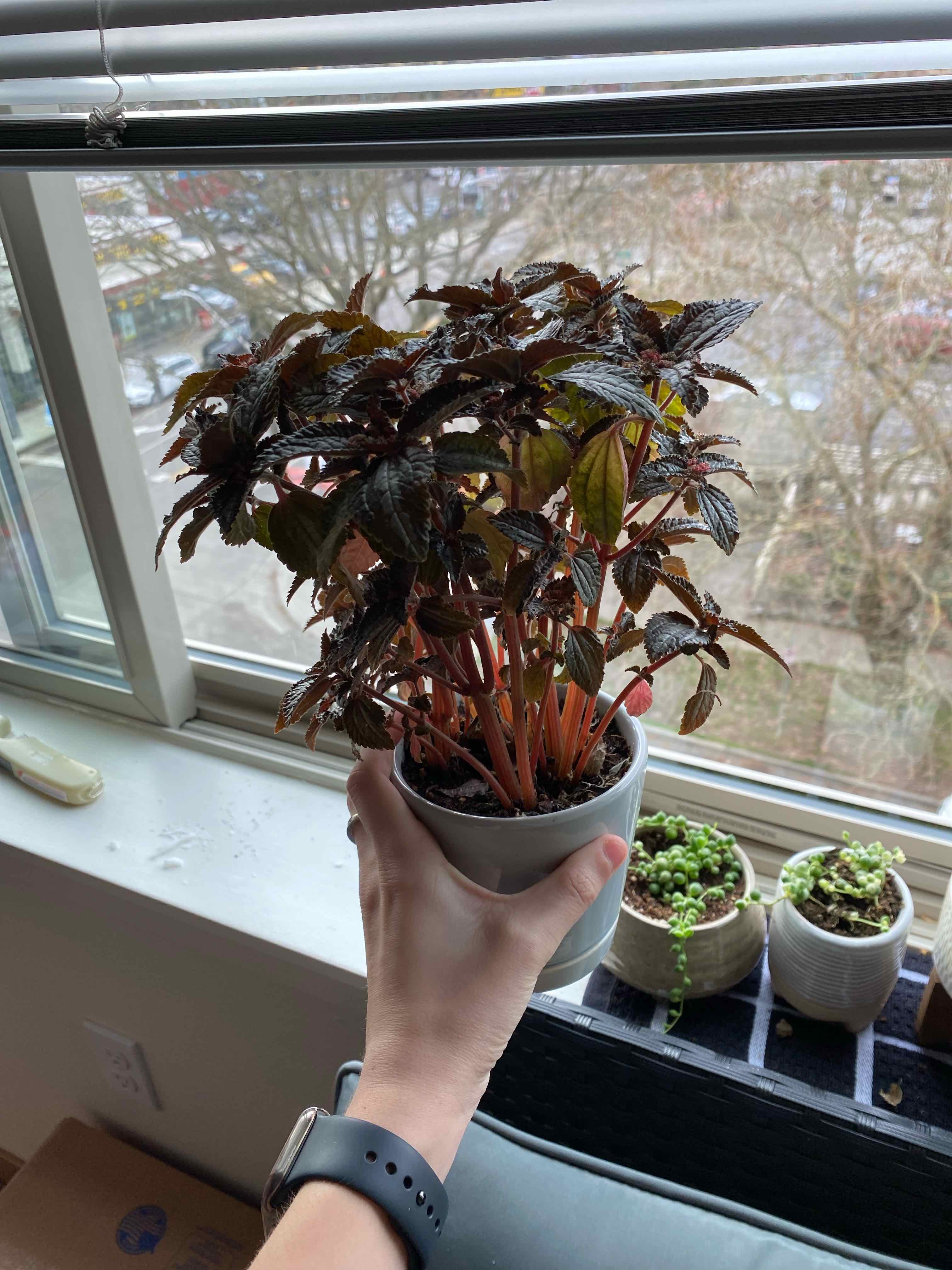 Pilea involucrata 'Norfolk' plant being held up by a hand near a window.