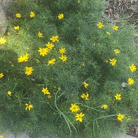 Photo of the plant species Whorled Tickseed by @WhollyBlackpine named Terra on Greg, the plant care app