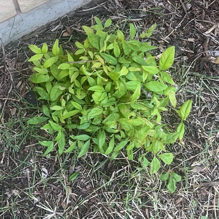 Photo of the plant species Sacred Bamboo by @WhollyBlackpine named Athena on Greg, the plant care app