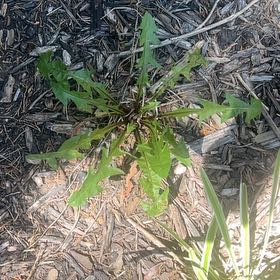 Photo of the plant species Blowball by @WhollyBlackpine named Denali on Greg, the plant care app