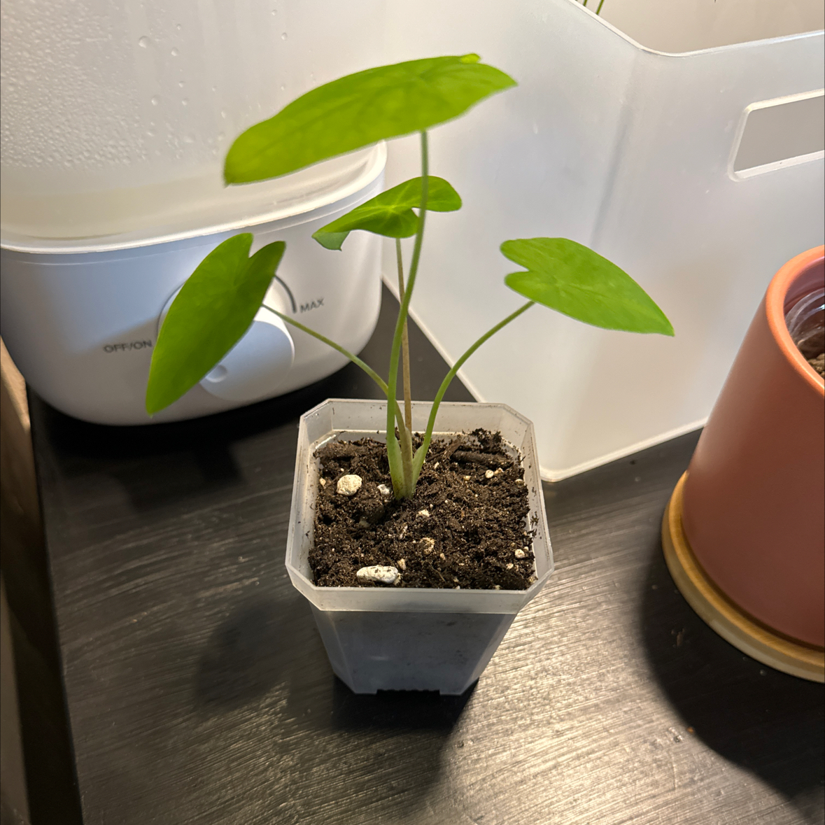 Young Colocasia 'Black Beauty' plant in a small pot with healthy green leaves.