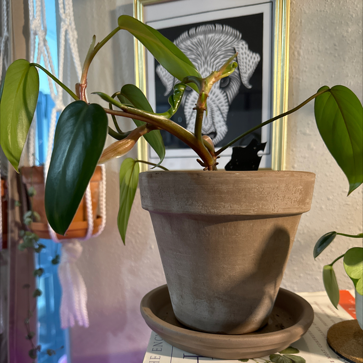 Red Emerald Philodendron in a terracotta pot with vibrant green leaves.