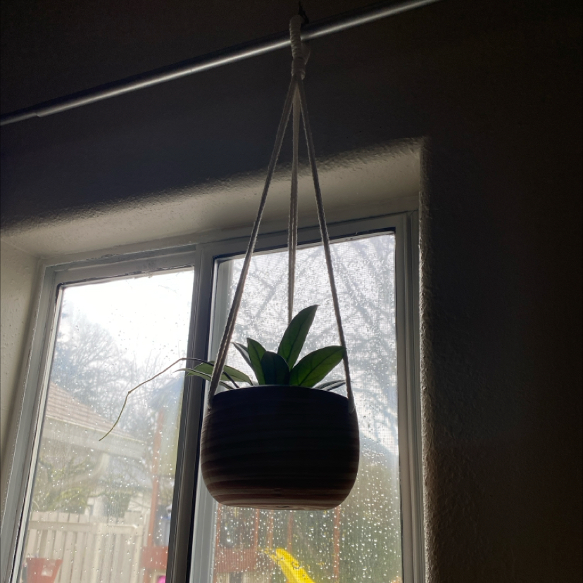 Hoya crassipetiolata plant in a hanging pot in front of a window.