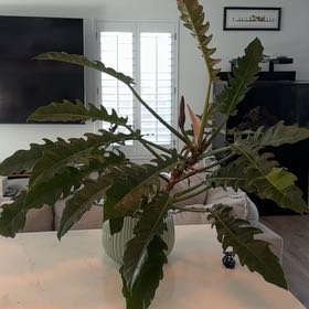 Photo of the plant species Philodendron 'Ring of Fire' by @SisterChayote named Sonora on Greg, the plant care app